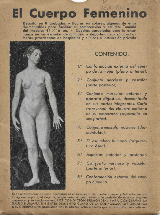El cuerpo femenino