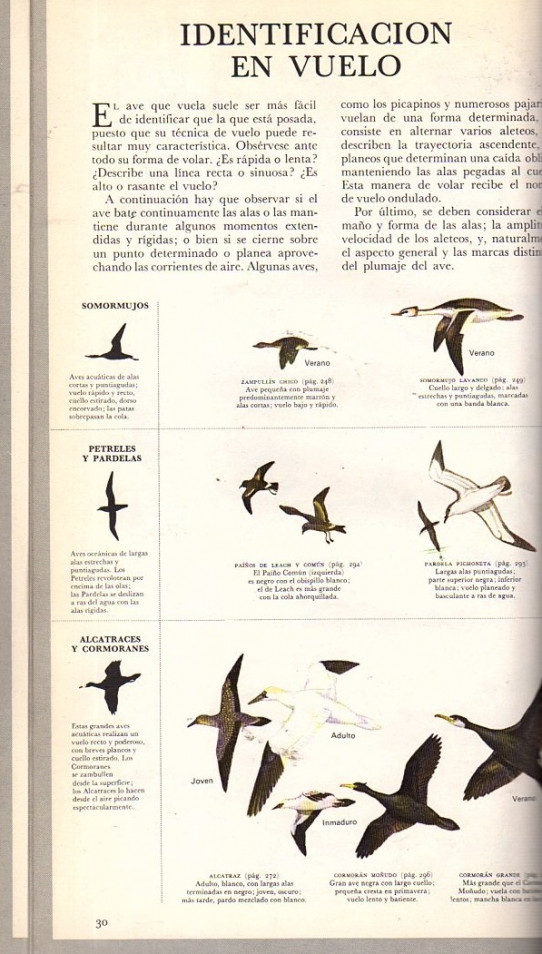 EL LIBRO DE LAS AVES DE ESPAÑA