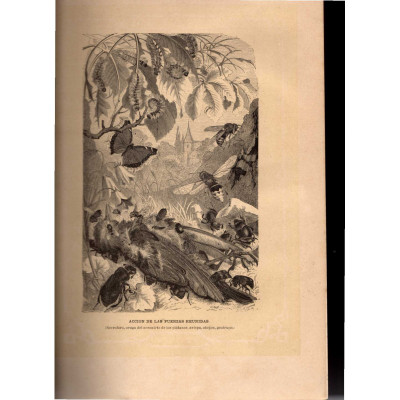 La Vida de los animales : conocimiento general del reino animal / Alfred Edmund Brehm