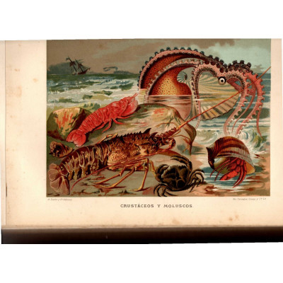 La Vida de los animales : conocimiento general del reino animal / Alfred Edmund Brehm